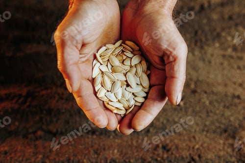 Preview: A top view of old hands holding a seed, preparing to plant it in the fertile soil