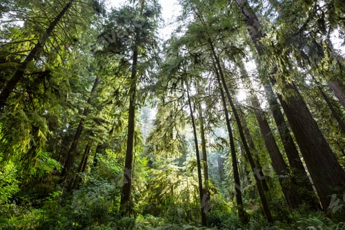 Preview: Green forest