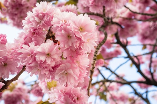 Preview: Pink Blossoms in Springtime Bloom