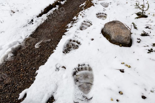 Preview: Grizzly Bear Paw Prints in snow by a hiking trail in Banff National Park