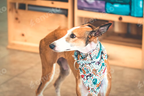 Preview: Close-up of a greyhound
