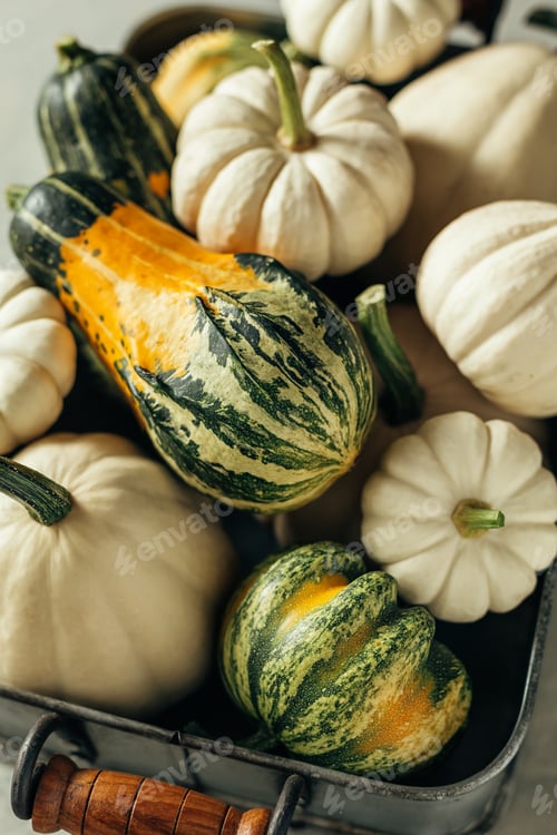 Preview: Different pumpkins close-up