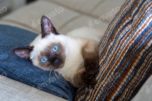 Preview: Cute kitten siamese cat indoor