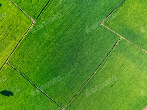 Preview: Aerial view lush green rice field Sustainable agriculture landscape Sustainable rice farming Rice