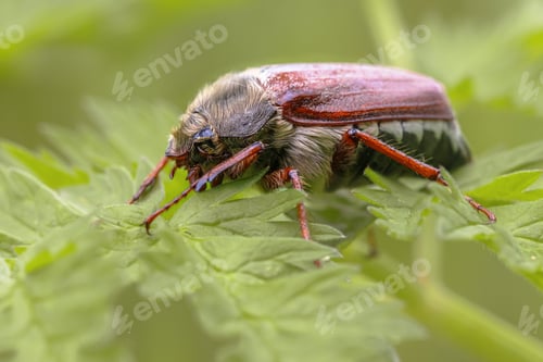 Preview: Common Cockchafer Beetle