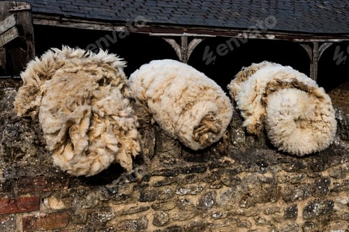 Preview: Close up of three bundles of sheepskin on a farm.