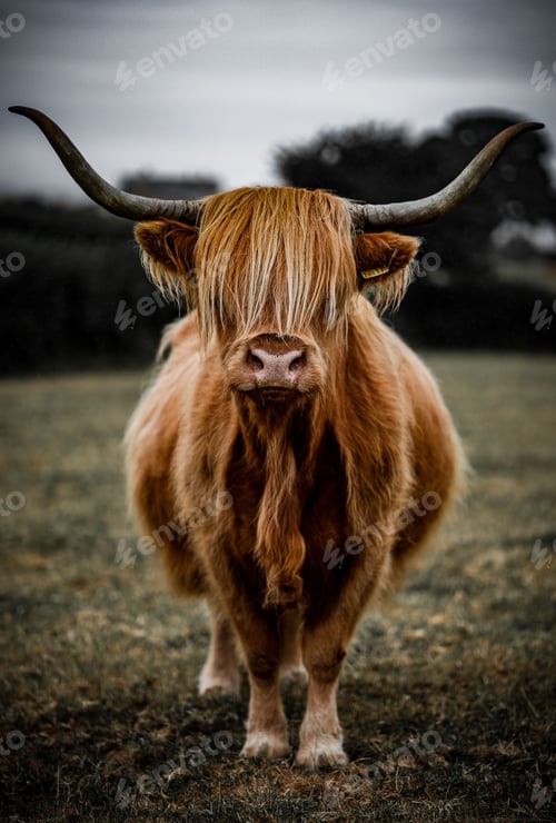 Preview: Vertical shot of a domestic bull standing in a field during daytime