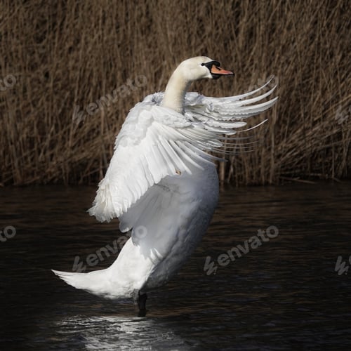 Preview: Closeup of a swan flapping gorgeous wings in water