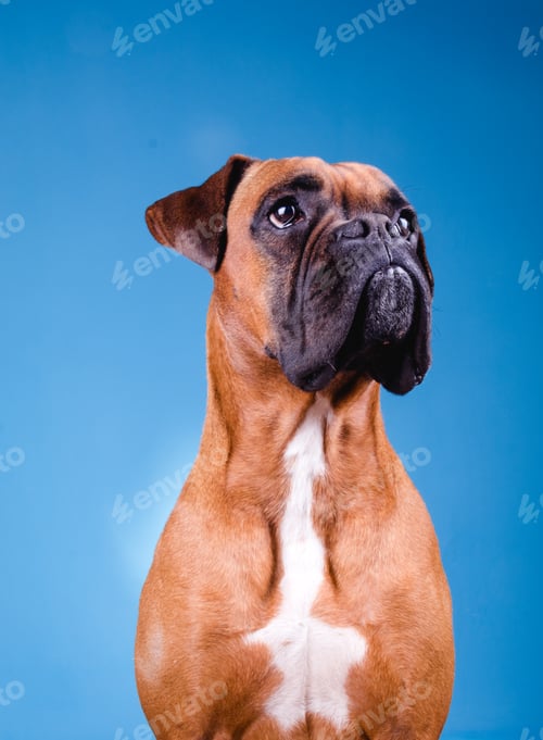 Preview: Boxer dog in the photo studio on blue background