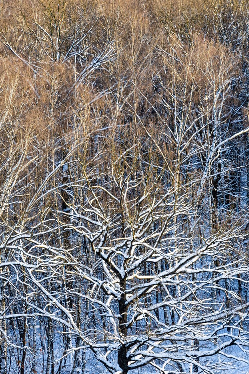 Preview: top view of snowy oak tree in sunlit city park