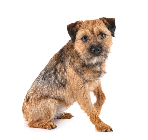 Preview: border terrier in studio