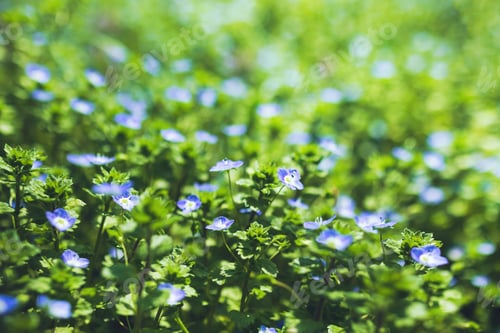 Preview: spring grass field of Veronica chamaedrys little blue flowers