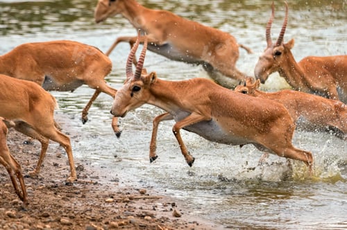 Preview: A herd of saigas gallops at a watering place