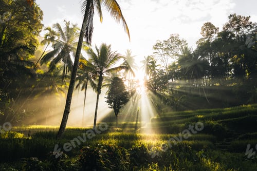 Preview: Morning view of Tegallalang Rice fields terraces in Ubud, Bali, Indonesia