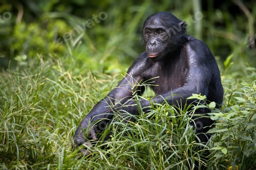 Preview: Bonobo monkey sitting and thinking on a field in the Democratic Republic of the Congo