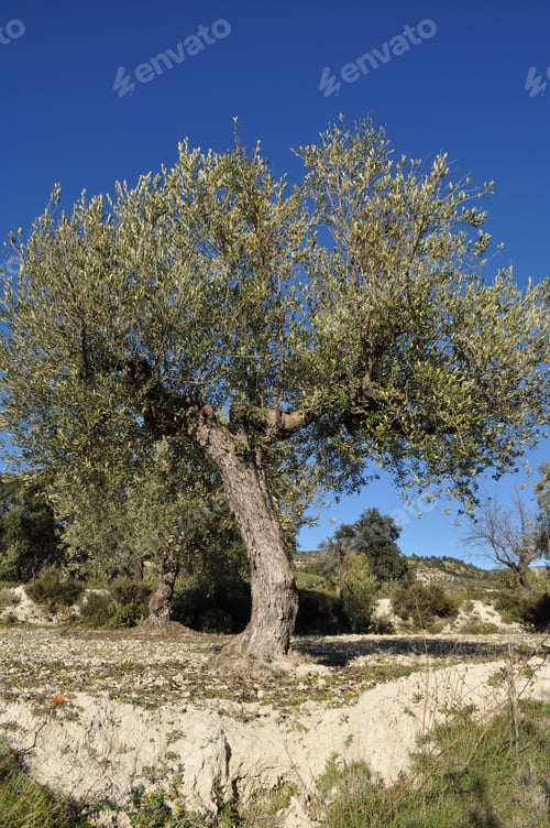 Preview: Olive tree in mountain grove, Aicante Province, Spain