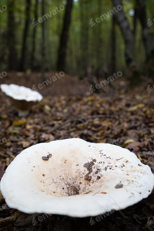 Preview: big white mushroom in autumn forest