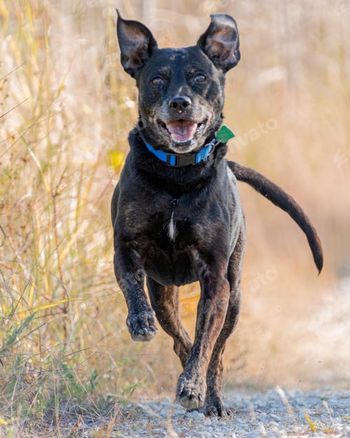 Preview: Black German Jagdterrier running in the forest with sunrays