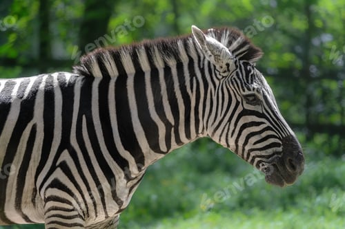 Preview: Grants Zebra Head (Equus quagga boehmi)