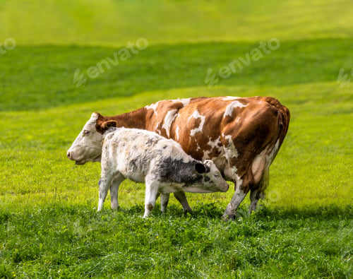 Preview: Happy cows on a pasture in the alps