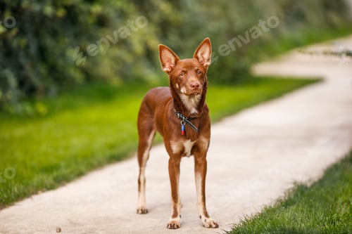 Preview: Australian Kelpie puppy outside in the yard on the green lawn