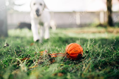Preview: Watch dog finds a ball, training outdoor