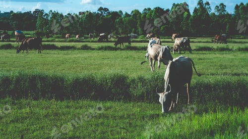 Preview: nature landscape of green paddy rice field, agriculture farm view of asia with plant