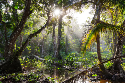Preview: Jungle in Costa Rica