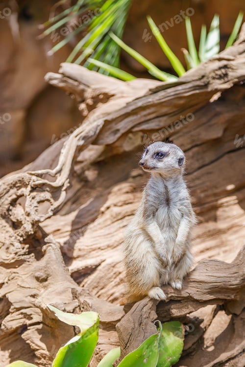 Preview: A meerkat gazing into the distance while standing on a wooden surface
