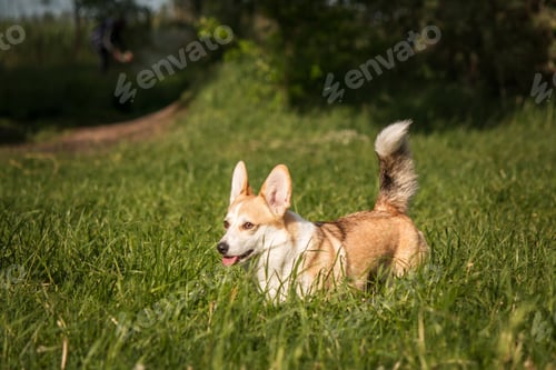 Preview: Cute Welsh Corgi dog outdoor. Dog portrait Pet on a walk. Beautiful funny corgi dog breed