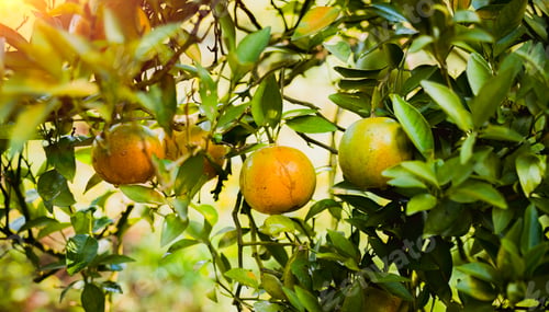 Preview: Organic orange tree plant garden and harvesting ripe orange crop.this is agriculture smart harvestin