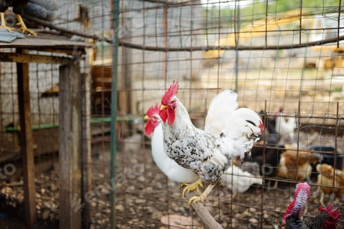 Preview: Chickens and roosters are walking in the farm coop
