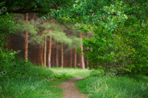 Preview: pathway in green forest, nature scenic