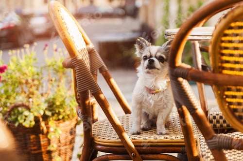 Preview: Cute chihuahua young dog in outdoors cafe