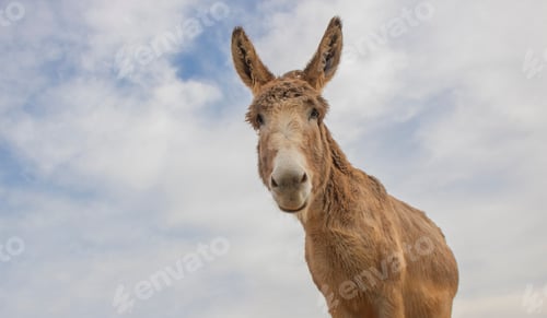 Preview: Portrait of donkey on a farm with overcast blue sky.
