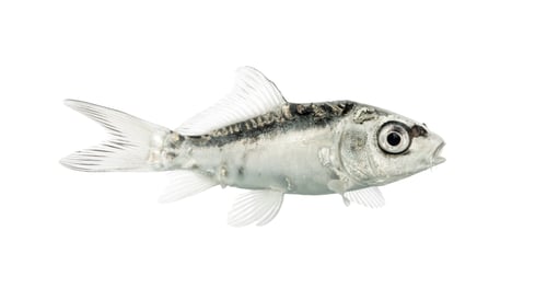 Preview: Side view of a grey koi isolated on white
