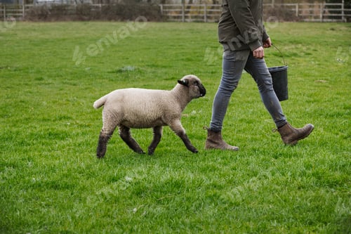 Preview: A farmer walking across a field with a bucket of feed, followed closely by a sheep.