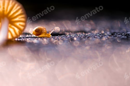 Preview: mushrooms and snail