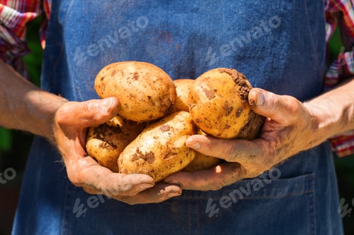 Preview: Senior man, farmer worker holding harvest of organic potatoes