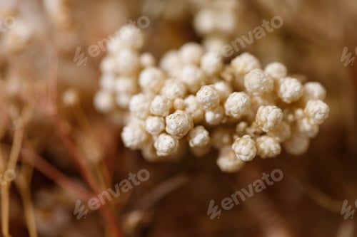 Preview: Dry flowers on beige background
