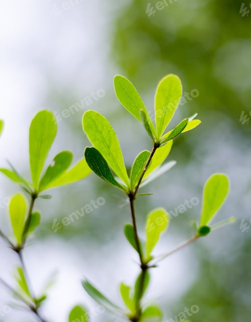 Preview: Green leaves background