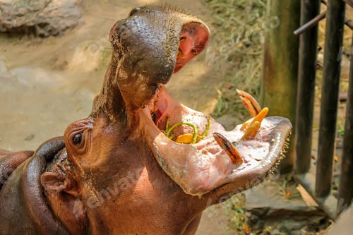 Preview: Close-up of hippo with open chaps