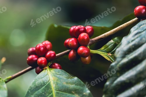Preview: arabica coffee berries with agriculturist handsRobusta and arabica coffee berries