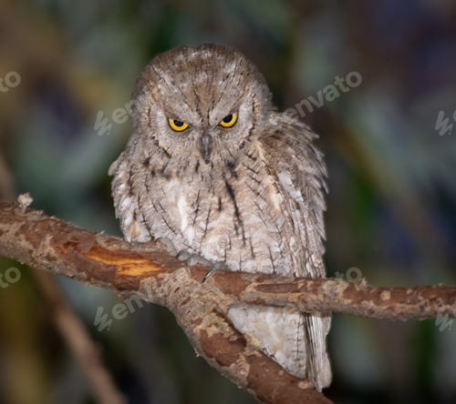 Preview: Eurasian scops owl, Otus scops. A bird sits on a branch, frowning