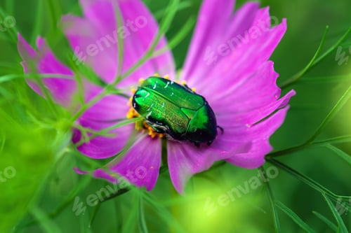 Preview: Green june bug on purple flower close up