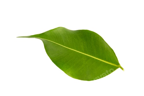 Preview: Ficus benjamina is a plant species belonging to the Ficus genus.