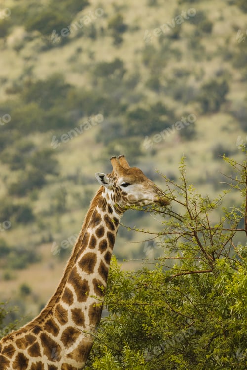 Preview: Giraffe