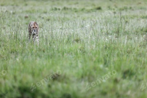 Preview: Cheetah walking through tall green grass in Masai Mara National Reserve, Kenya
