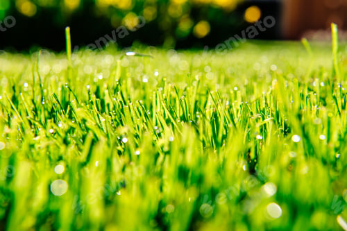 Preview: Close up of fresh thick grass