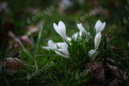 Preview: Lovely pink crocus flowers Safran, Geanthus close-up in the spring garden